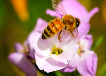Alerta para falta de monitorização da diversidade genética