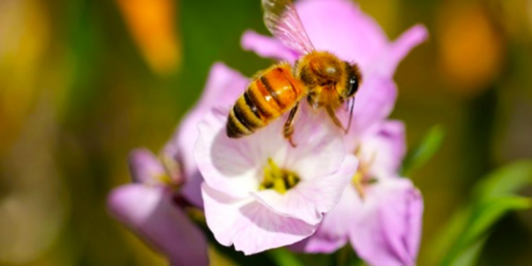 Alerta para falta de monitorização da diversidade genética