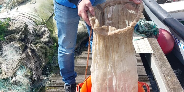 Polícia Marítima apreende 13kg de meixão no rio Tejo