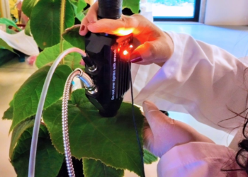 Ajudar o kiwi a combater o cancro bacteriano