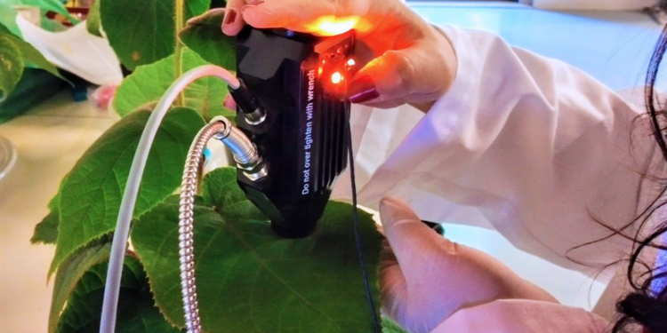 Ajudar o kiwi a combater o cancro bacteriano