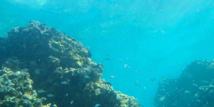 Estudo de impacto da mineração do mar profundo