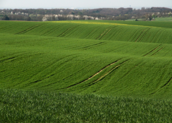 Estudo revela que as alterações climáticas podem tornar-se a principal causa da perda de biodiversidade até 2050