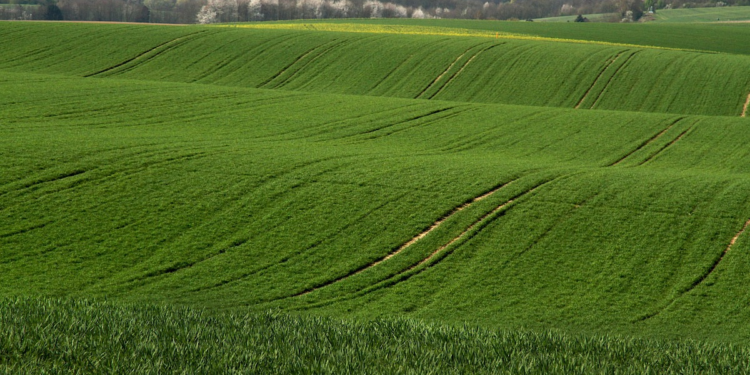 Estudo revela que as alterações climáticas podem tornar-se a principal causa da perda de biodiversidade até 2050