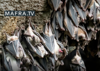 Evento em Mafra destaca a importância dos morcegos na conservação