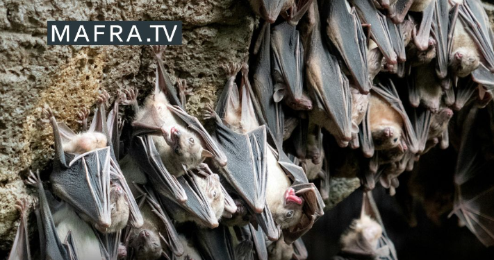 Evento em Mafra destaca a importância dos morcegos na conservação