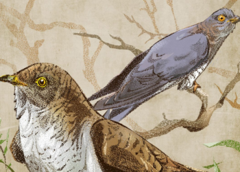 Desvendado mistério secular sobre a cor dos cucos