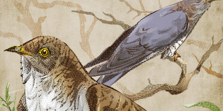 Desvendado mistério secular sobre a cor dos cucos