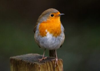 Confinamentos melhoraram qualidade dos habitats das espécies