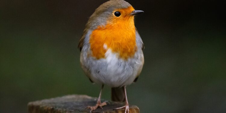 Confinamentos melhoraram qualidade dos habitats das espécies