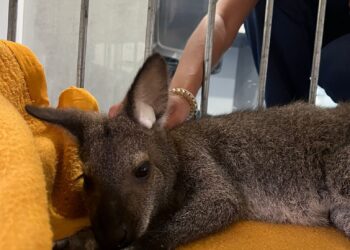 Provedoria dos Animais de Almada, GNR e Proteção Civil capturam canguru na Aroeira.