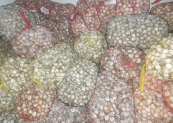 A ASAE apreendeu cerca de 2,5 toneladas de moluscos bivalves vivos e suspendeu a atividade de uma depuradora ilegal nas Caldas da Rainha.