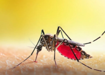 Mosquito Aedes albopictus Identificado nos Municípios de Cascais e Pombal