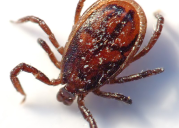 Confirmação de caso de Febre Hemorrágica de Crimeia-Congo em Portugal