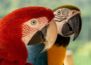 Mistério das cores dos papagaios é revelado em novo estudo liderado por cientistas portugueses