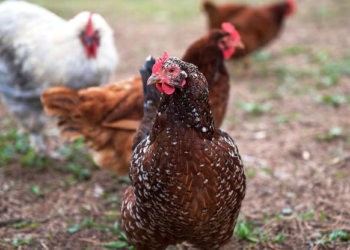 Foco de Gripe Zoonótica de Alta Patogenicidade do subtipo H5N1