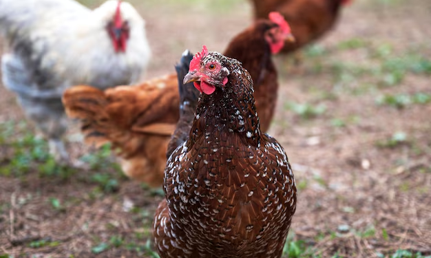 Foco de Gripe Zoonótica de Alta Patogenicidade do subtipo H5N1