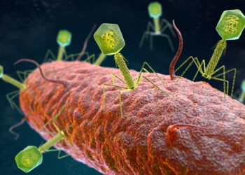 Terapia fágica: mais uma “arma” contra as bactérias