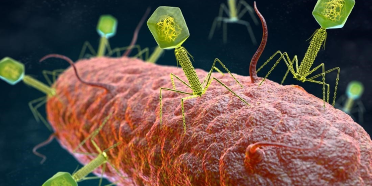 Terapia fágica: mais uma “arma” contra as bactérias