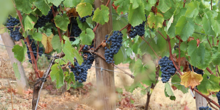 Identificados genes-chave na adaptação das leveduras do vinho ao clima e ao mercado