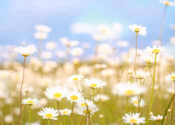 A Primavera Chegou a 20 de Março, Mesmo com o Mau Tempo