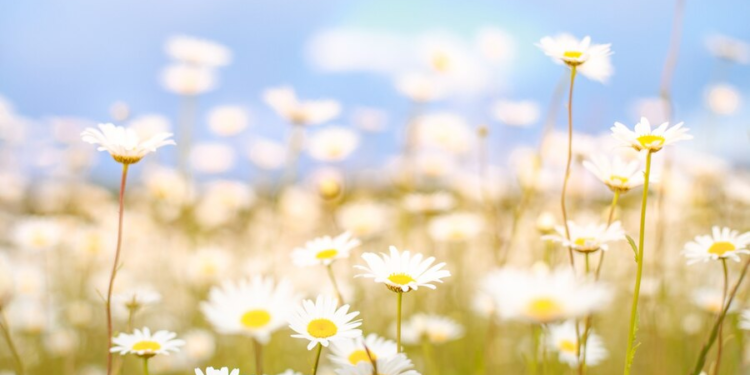 A Primavera Chegou a 20 de Março, Mesmo com o Mau Tempo