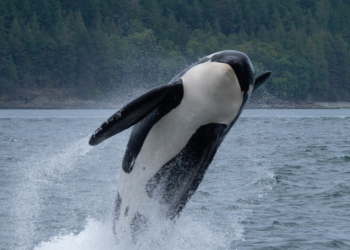 Investigação explora a alteração das perceções da vida marinha, com impacto nos esforços de conservação