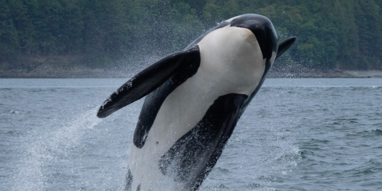 Investigação explora a alteração das perceções da vida marinha, com impacto nos esforços de conservação