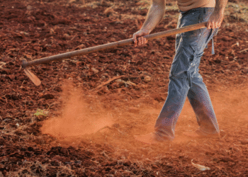 Novo prazo para a limpeza de terrenos: 31 de MAIO