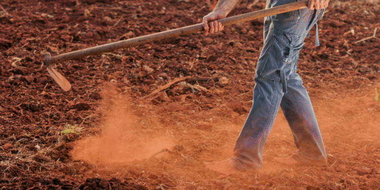 Novo prazo para a limpeza de terrenos: 31 de MAIO