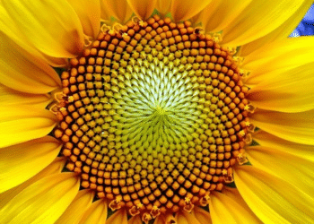 As plantas sabem matemática?