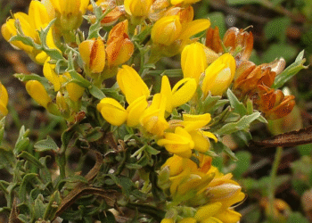 A carqueja ajuda a tratar feridas diabéticas e reduz a dor