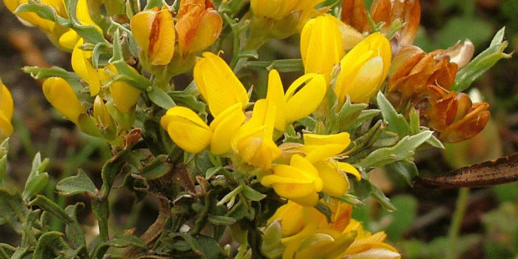 A carqueja ajuda a tratar feridas diabéticas e reduz a dor