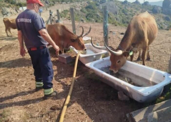 Animais e Incêndios: Muitas Destas Histórias por Contar