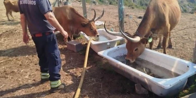 Animais e Incêndios: Muitas Destas Histórias por Contar