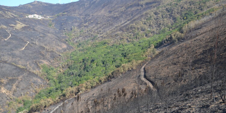 Portugal enfrenta 4.º pior ano de incêndios desde 1996 e Quercus defende regeneração ecológica