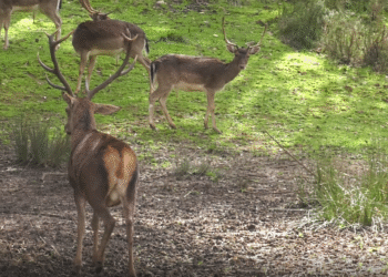 Tapada Nacional de Mafra lança programa de inverno