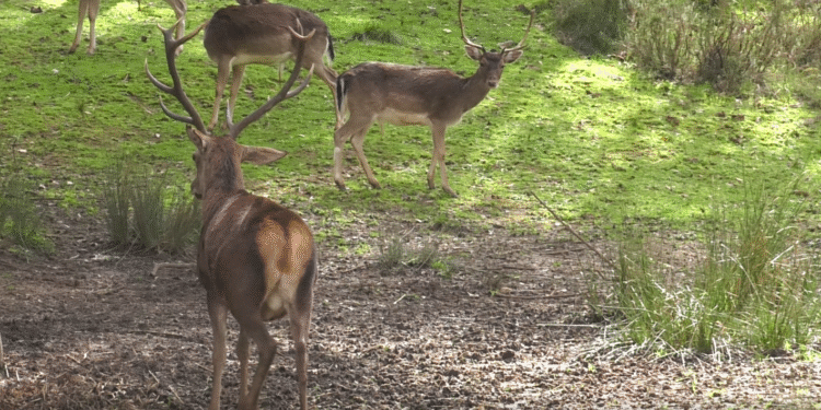 Tapada Nacional de Mafra lança programa de inverno