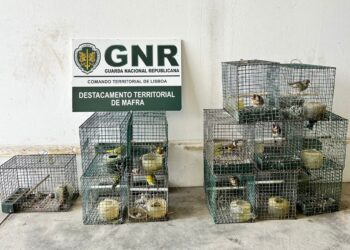 Mafra – Resgate de 13 aves capturadas de forma ilegal e apreensão de meios e processos proibidos