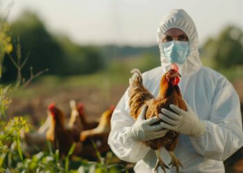 Freguesias do concelho da Lourinhã mantêm restrições após confirmação de novo foco de Gripe Aviária