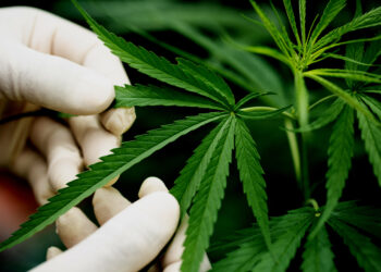 Detido em Mafra por tráfico de estupefacientes