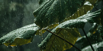 IPMA prevê chuva, vento forte e possibilidade de neve na Serra da Estrela