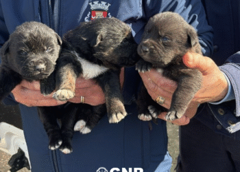 Mafra  – Resgate de canídeos