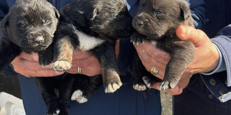 Mafra  – Resgate de canídeos