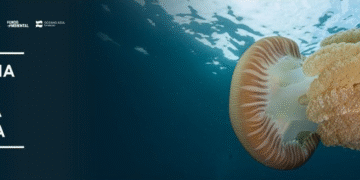 Cascais, Mafra e Sintra avançam com Área Marinha Protegida