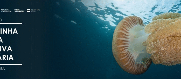 Cascais, Mafra e Sintra avançam com Área Marinha Protegida