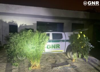 Ericeira – Homem de 35 anos detido por tráfico de estupefacientes