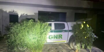Ericeira – Homem de 35 anos detido por tráfico de estupefacientes
