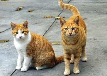 Gatos fazem companhia a 2,7 milhões de portugueses