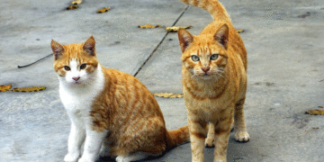 Gatos fazem companhia a 2,7 milhões de portugueses